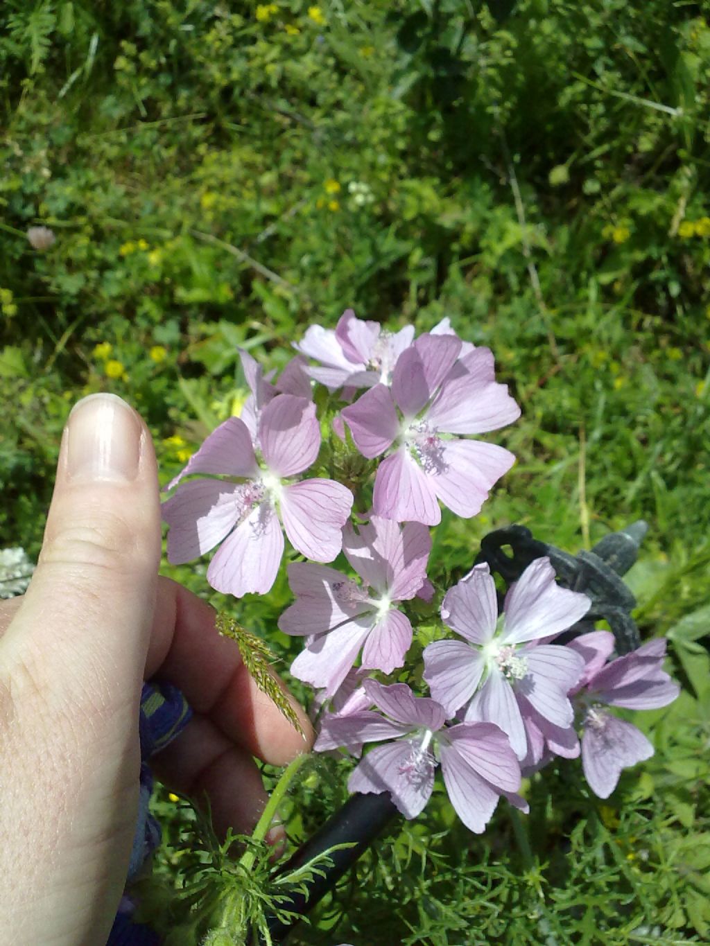 Lavatera thuringiaca? - no, Malva moschata